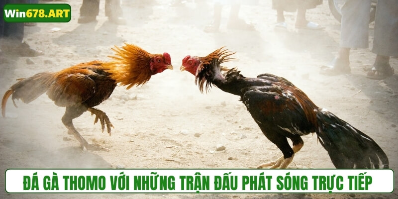 Đá gà Thomo với những trận đấu được phát sóng trực tiếp 